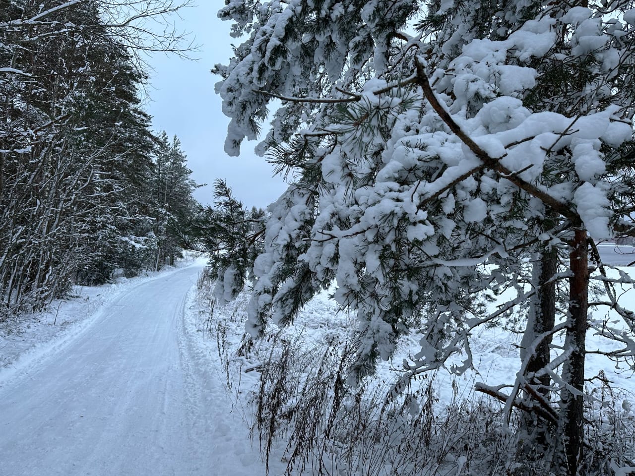 лесная сказка