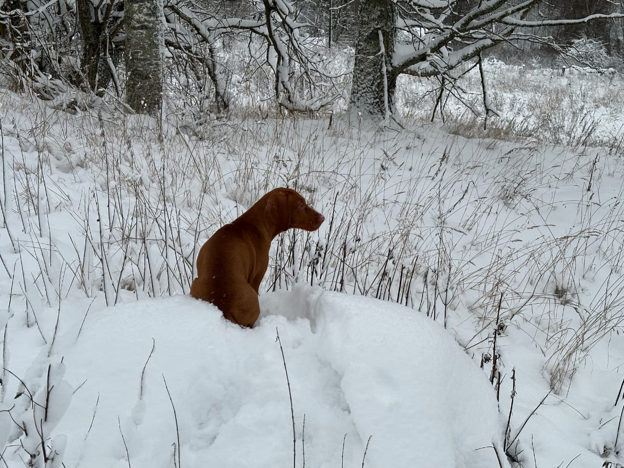 венгерская выжла зимой